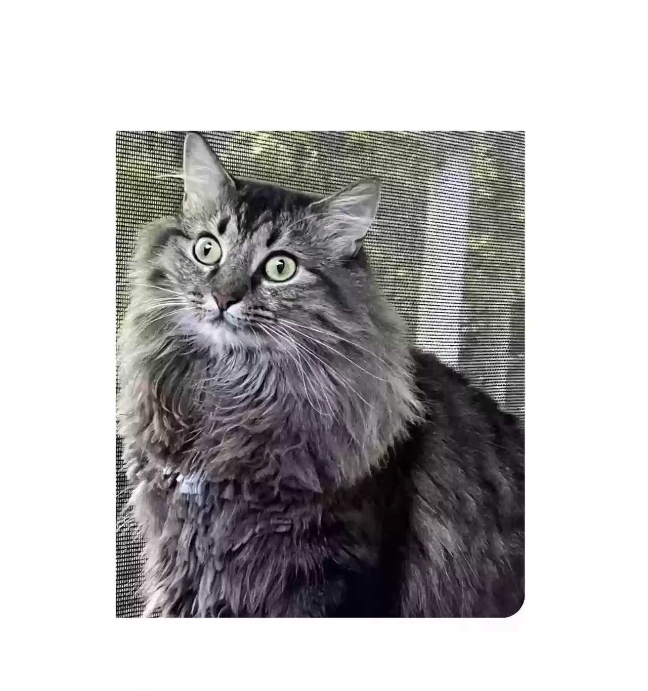 Lost cat in Irmo, SC, 29063