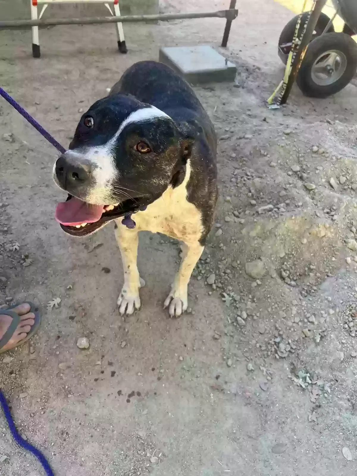 Found dog in North Fork, CA, 93643