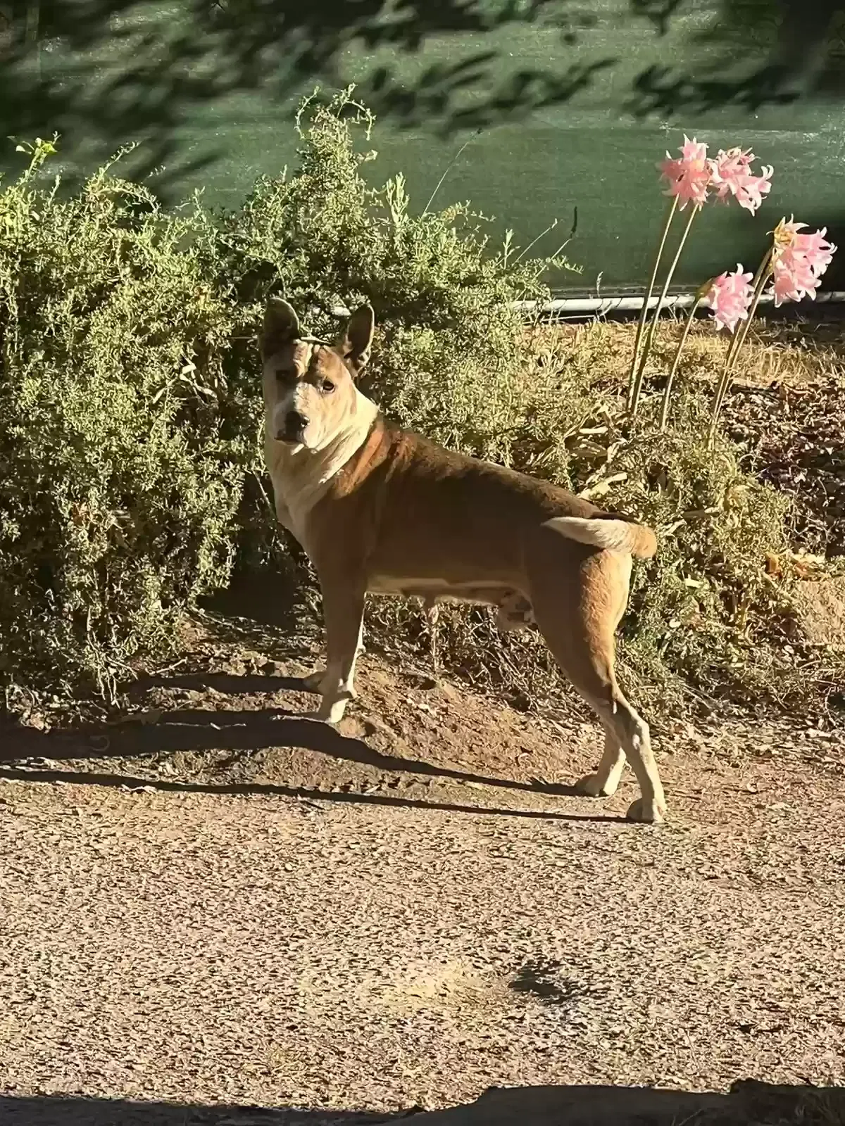 Found dog in North Fork, CA, 93643