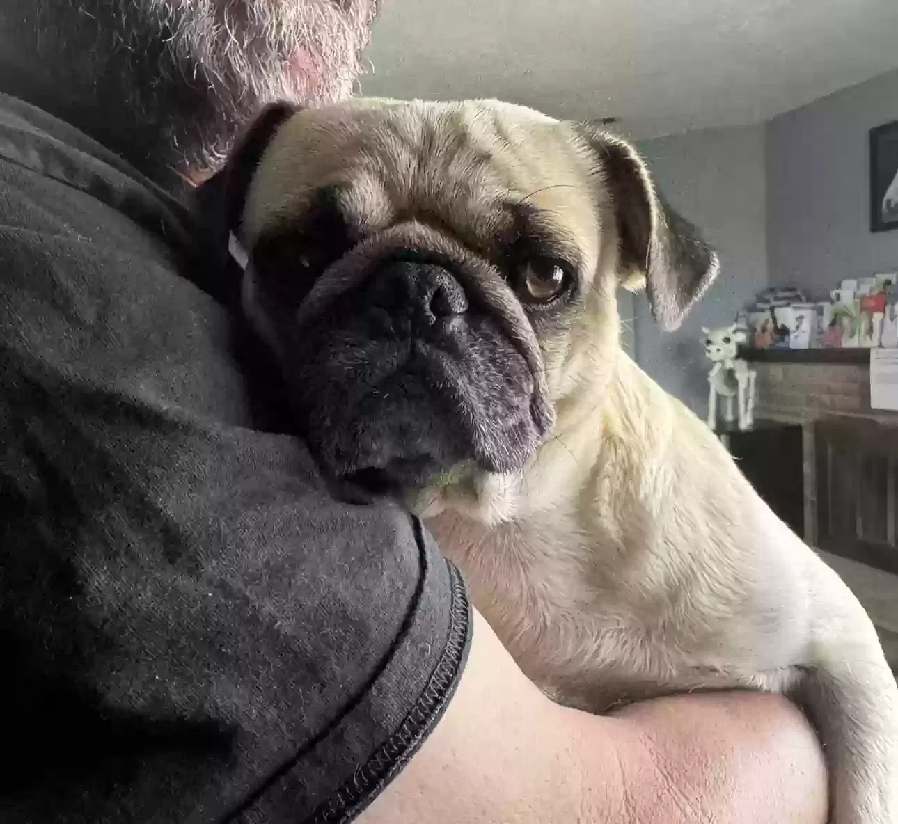 Lost dog in Bernalillo, NM, 87004