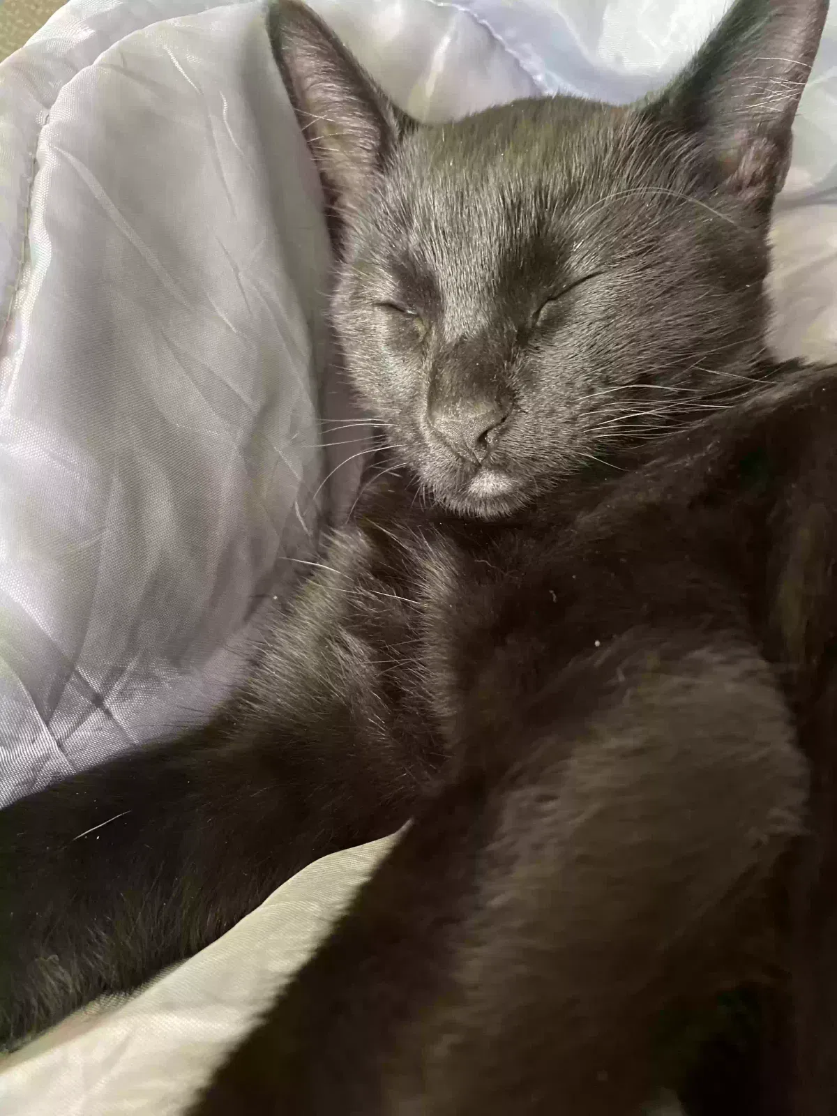 Lost cat in San Diego, CA, 92120