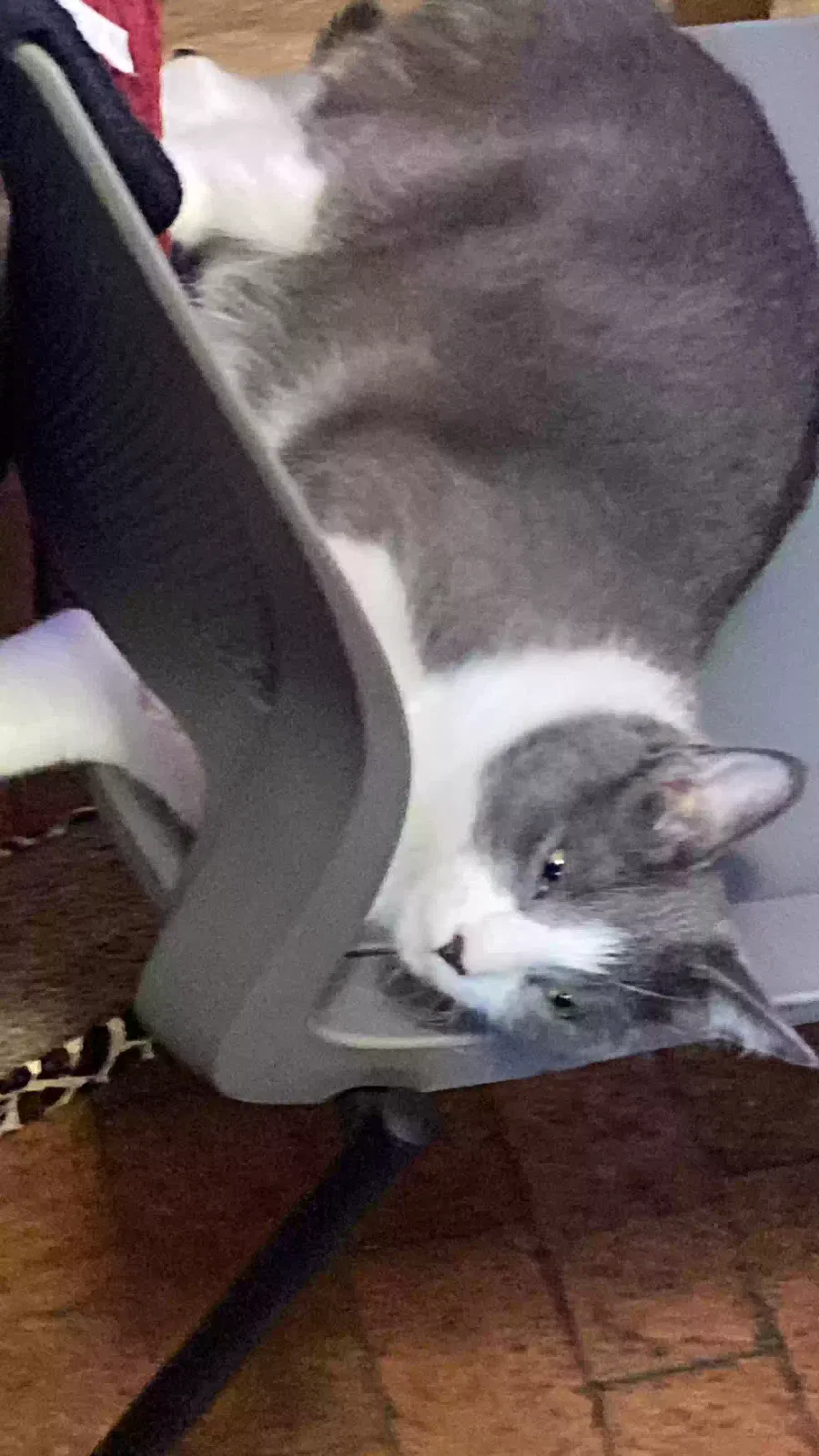 Lost cat in Albuquerque, NM, 87105