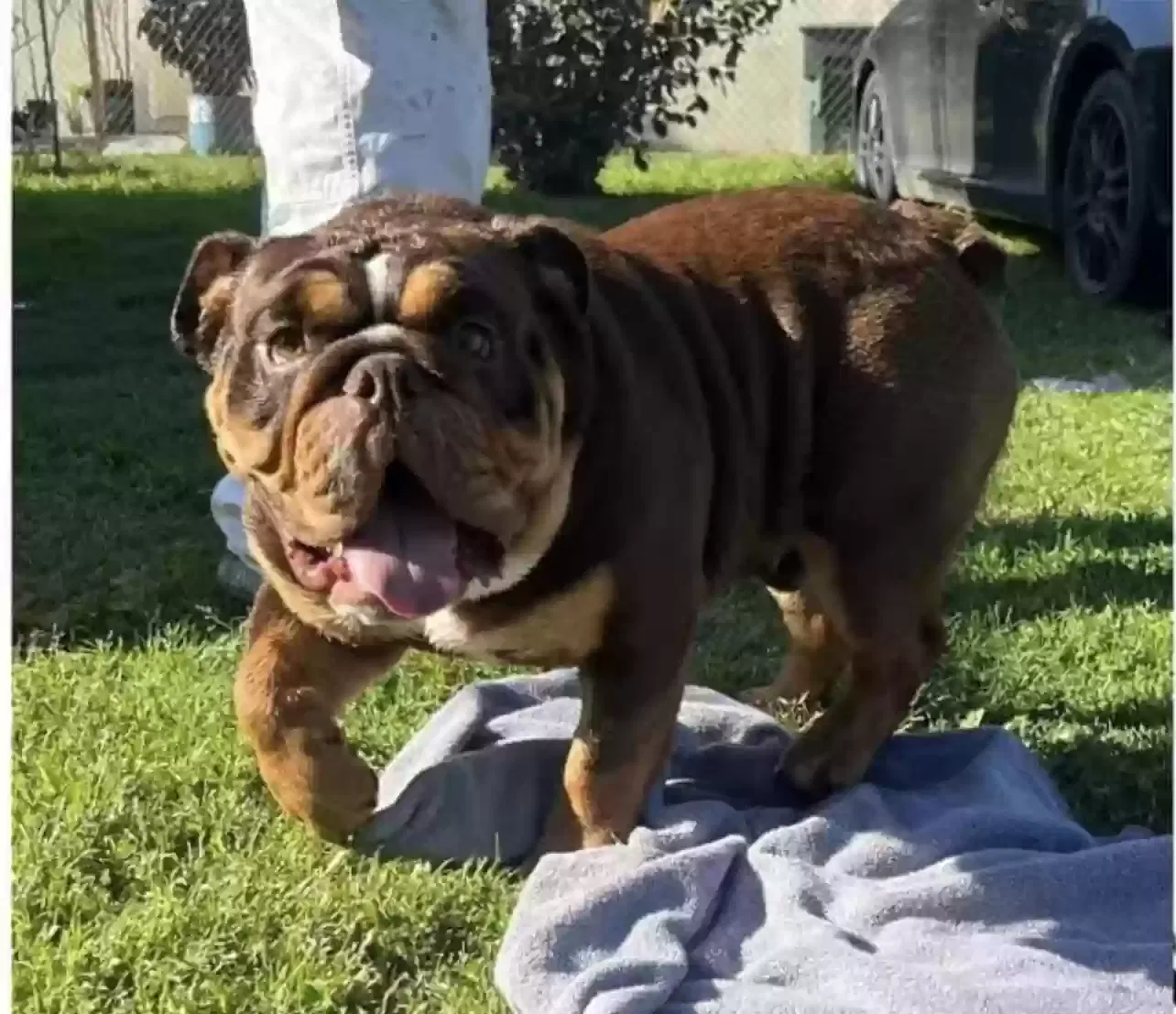 Lost dog in San Bernardino, CA, 92408