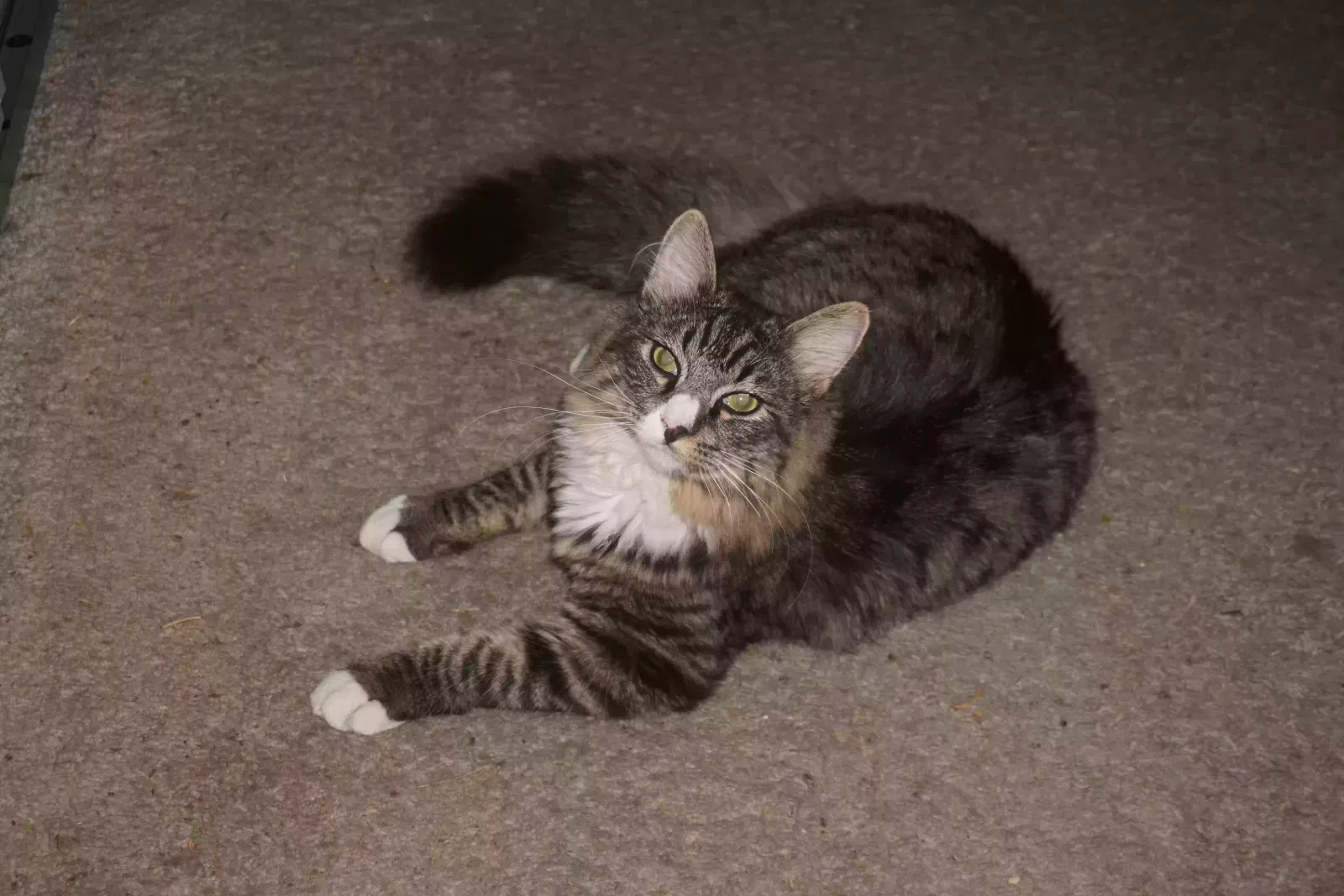 Lost cat in Woodland, CA, 95695