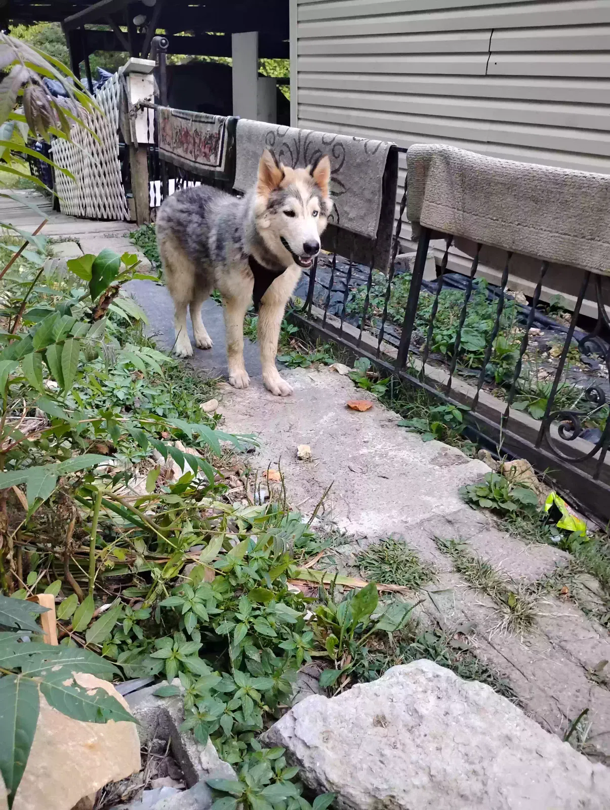Found dog in Bloomington Springs, TN, 38545