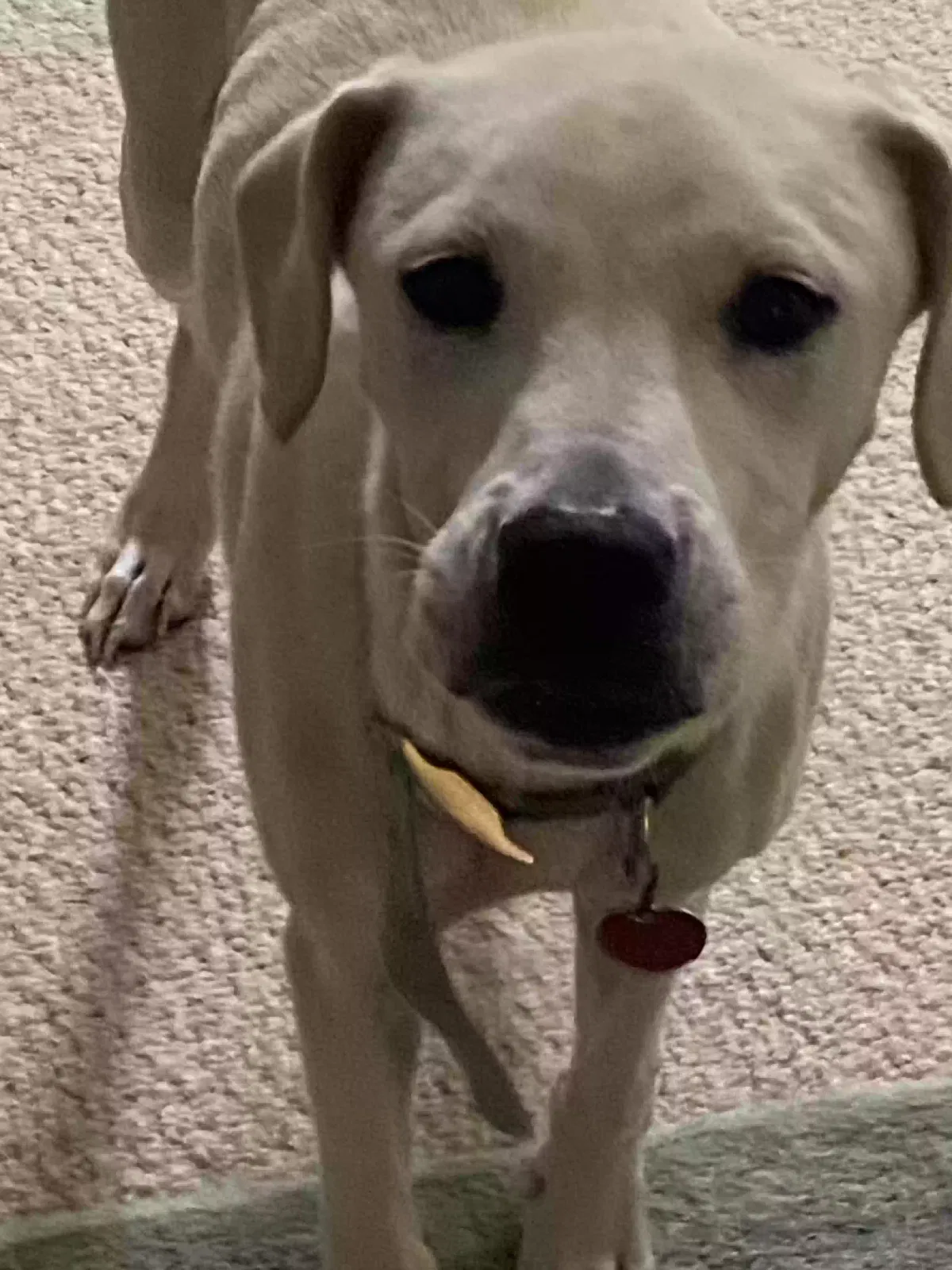 Found dog in Augusta, GA, 30907
