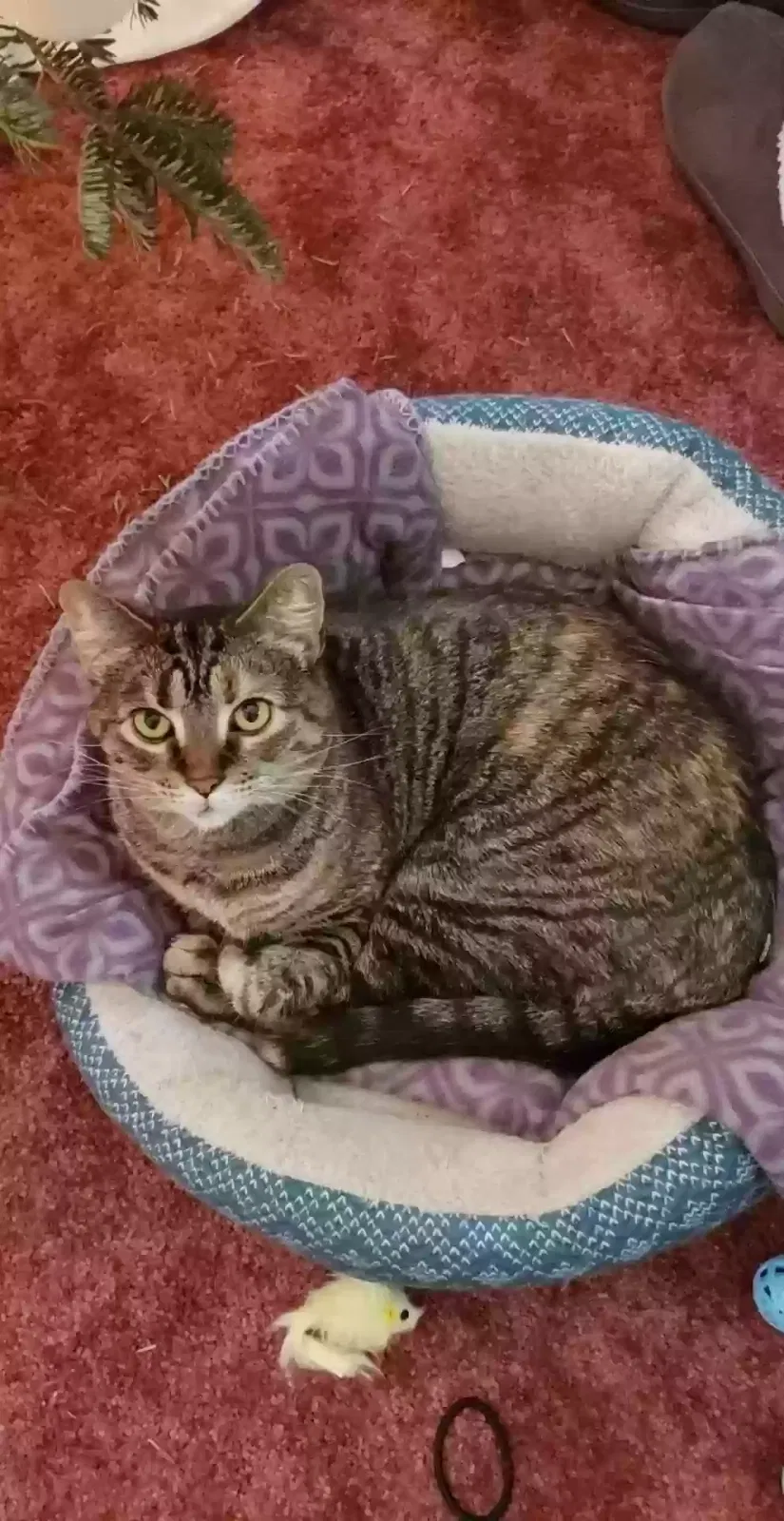 Lost cat in Battle Creek, MI, 49037