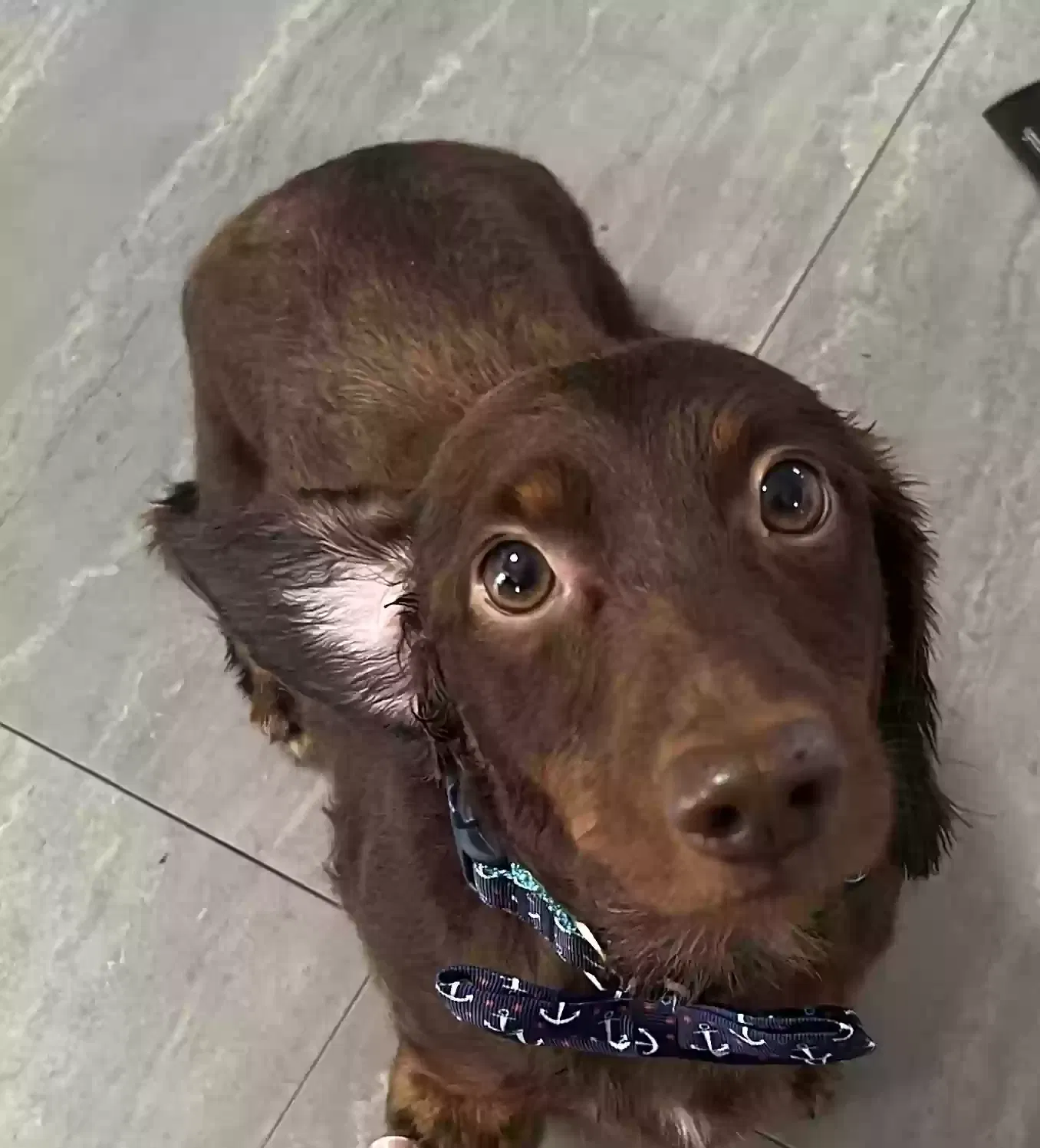 Lost dog in Fort Lauderdale, FL, 33312