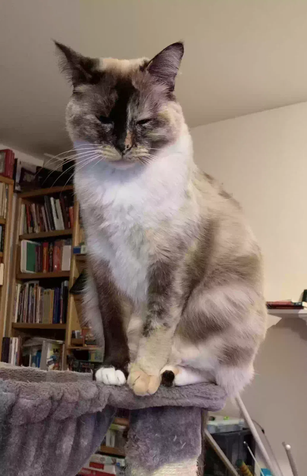 Lost cat in Campbell, CA, 95008