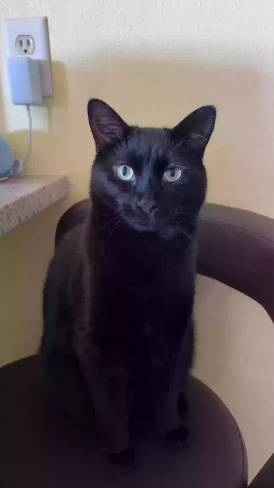 Lost cat in Battle Creek, MI, 49017