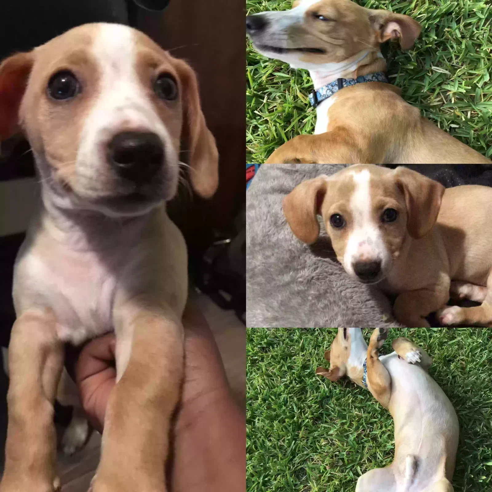 Lost dog in Abilene, TX, 79603