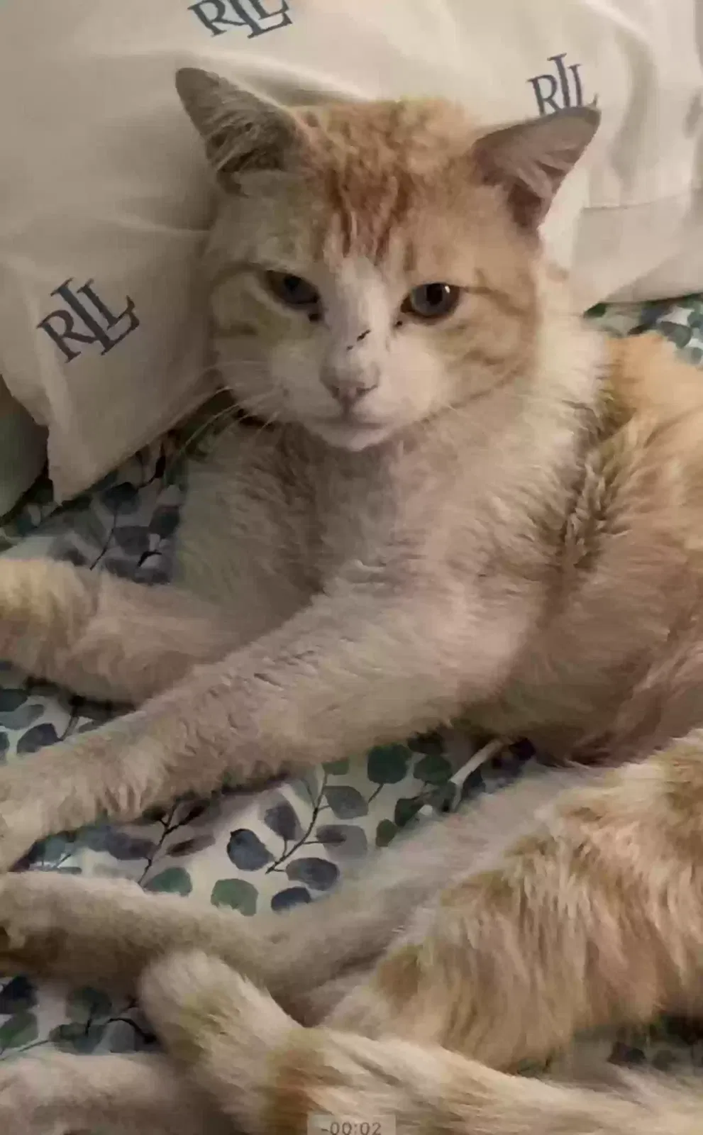 Lost cat in Rancho Cucamonga, CA, 91730