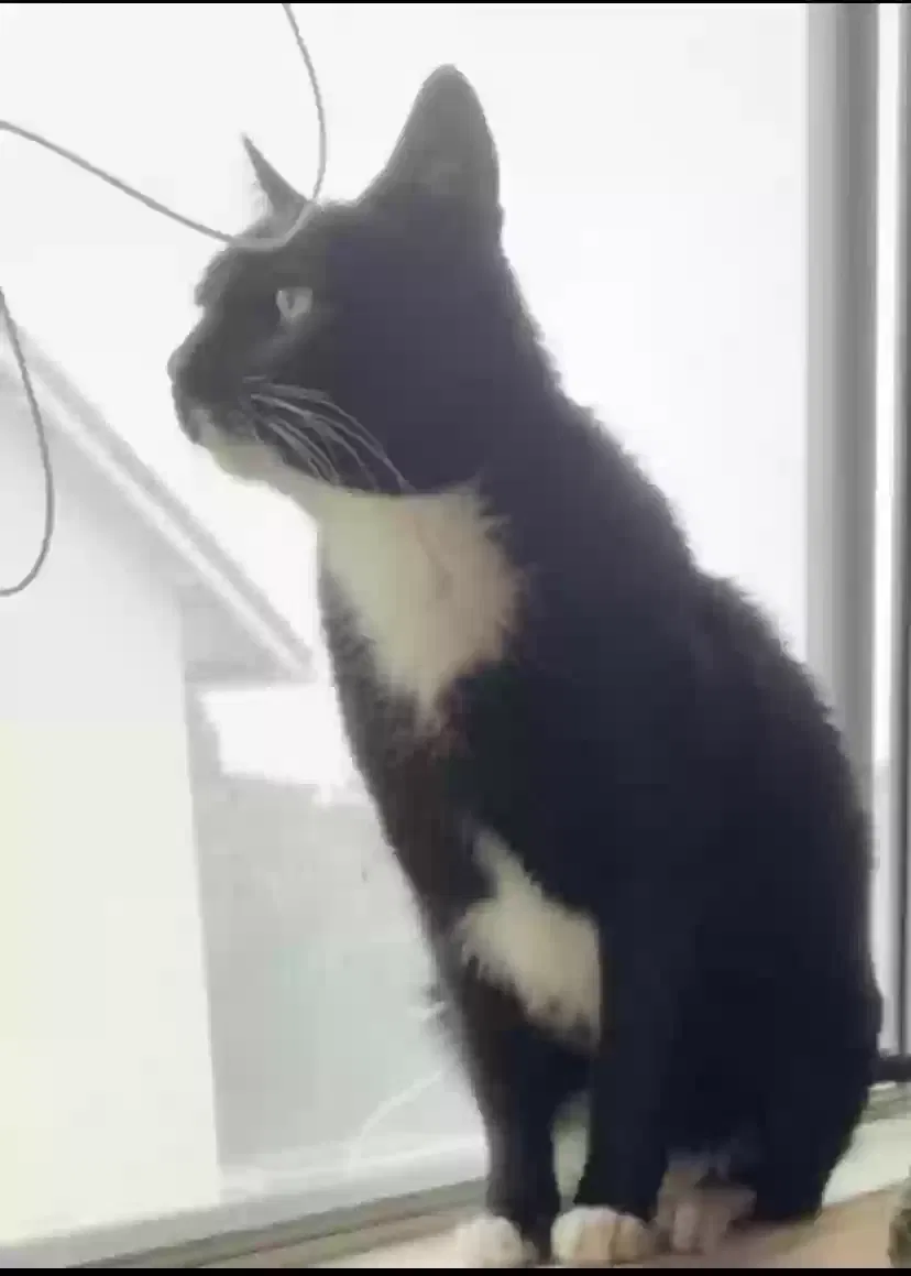Lost cat in San Diego, CA, 92139