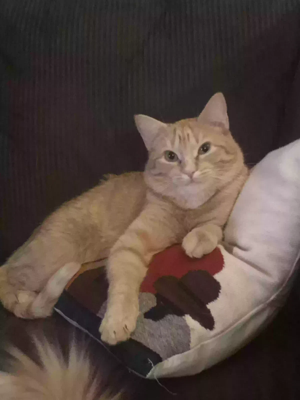 Missing Cat