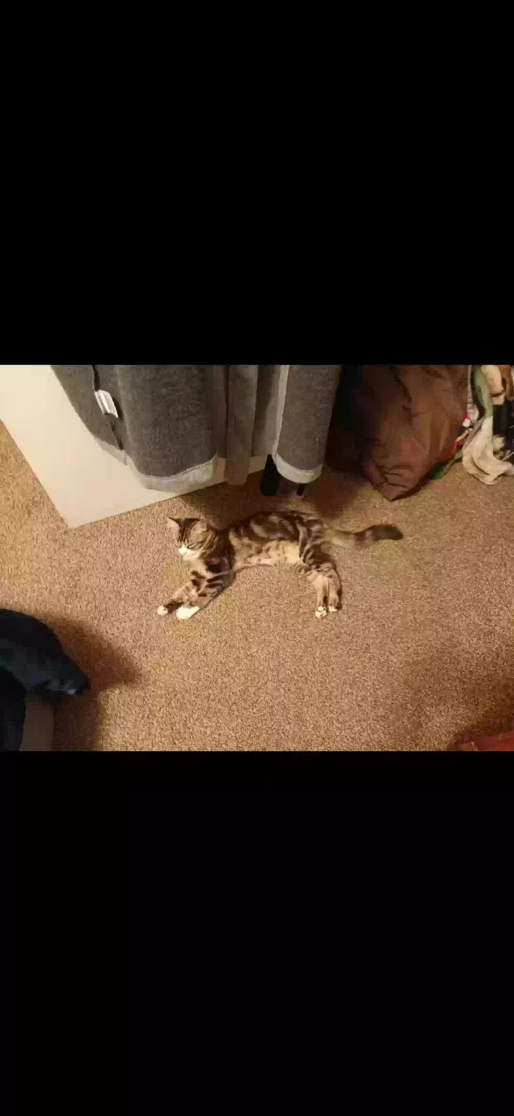 Lost cat in Clovis, CA, 93612