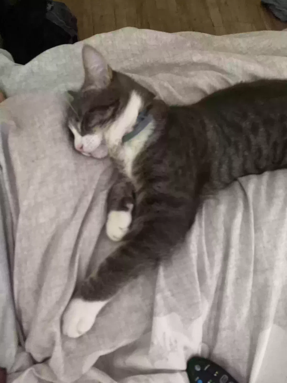 Lost cat in Decatur, GA, 30033