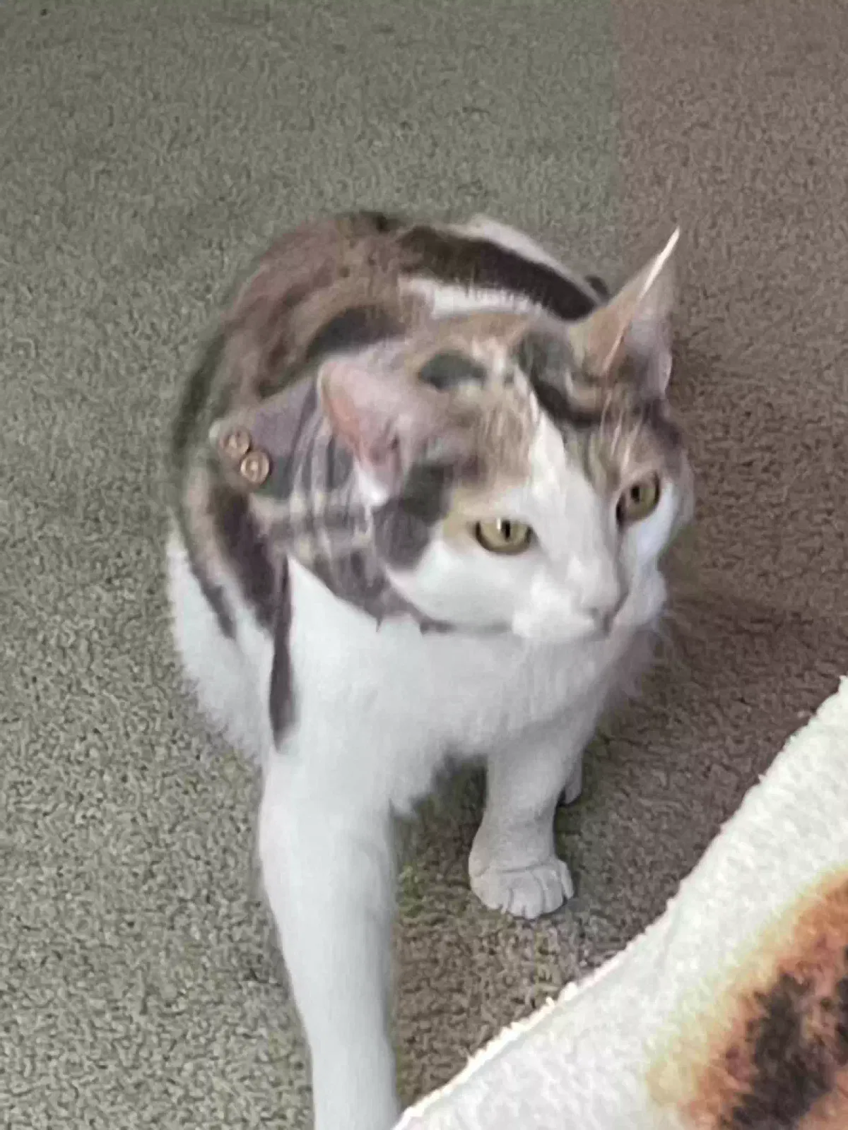 Lost cat in Moreno Valley, CA, 92555
