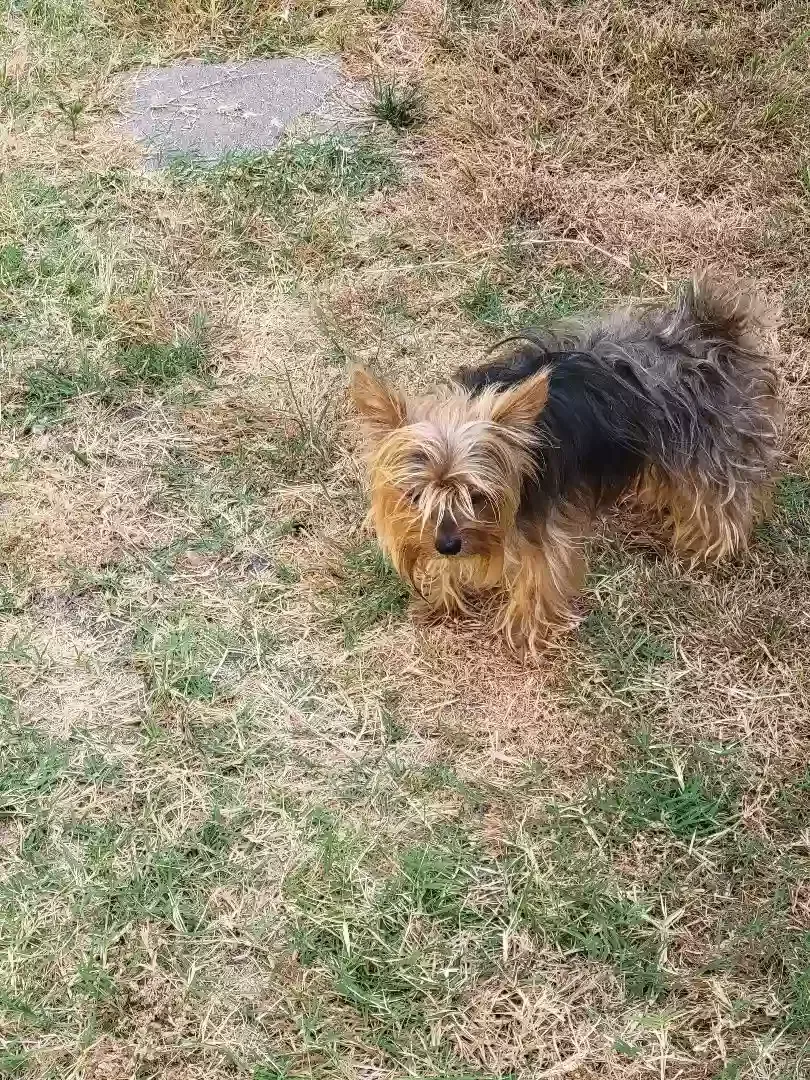 Found dog in Norwalk, CA, 90650