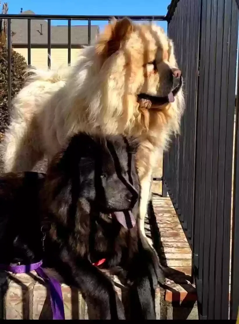Lost dog in Augusta, GA, 30901
