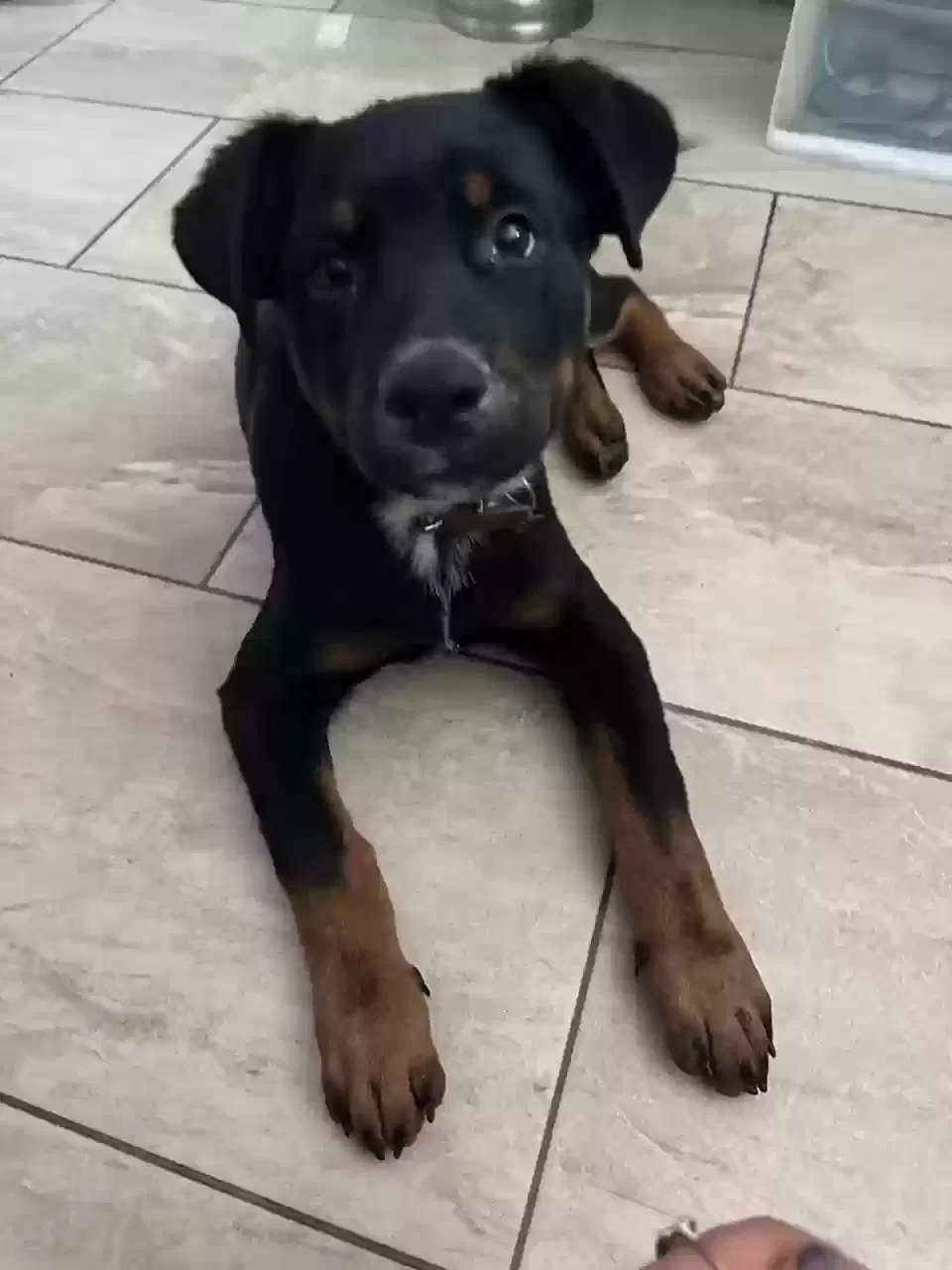 Lost dog in Garden Grove, CA, 92840