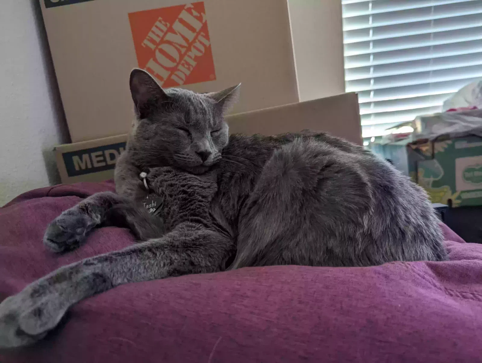 Lost cat in San Tan Valley, AZ, 85140