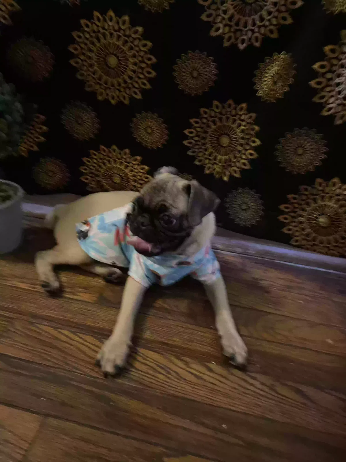 Lost dog in Corpus Christi, TX, 78416