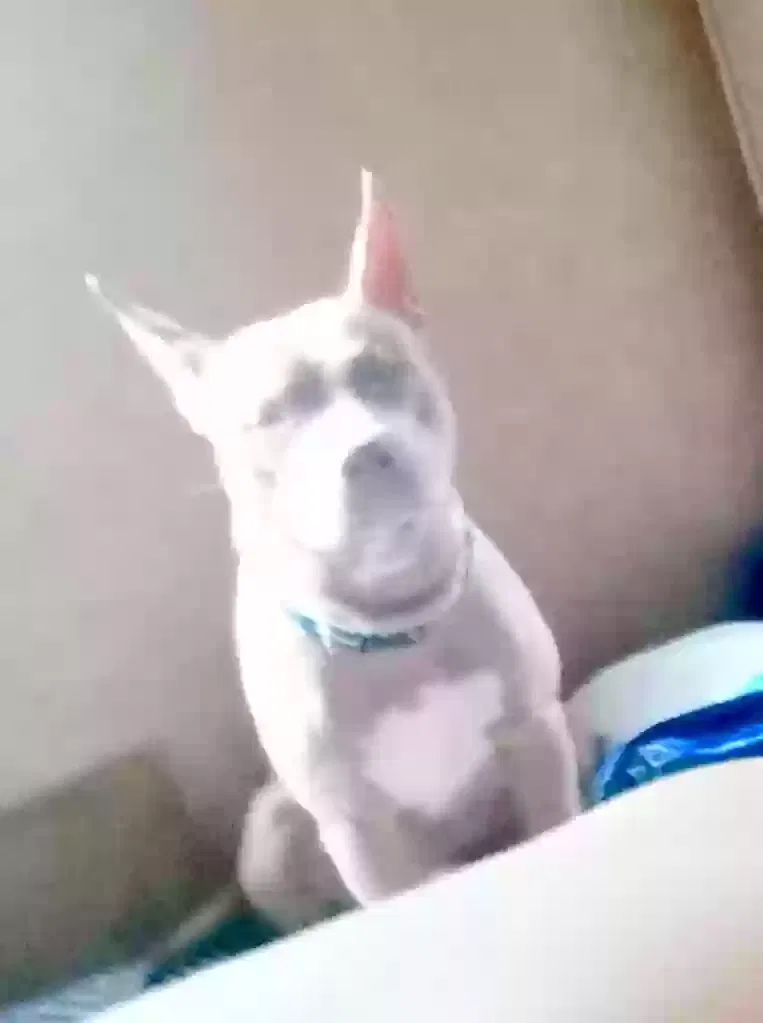 Lost dog in Nauvoo, AL, 35578