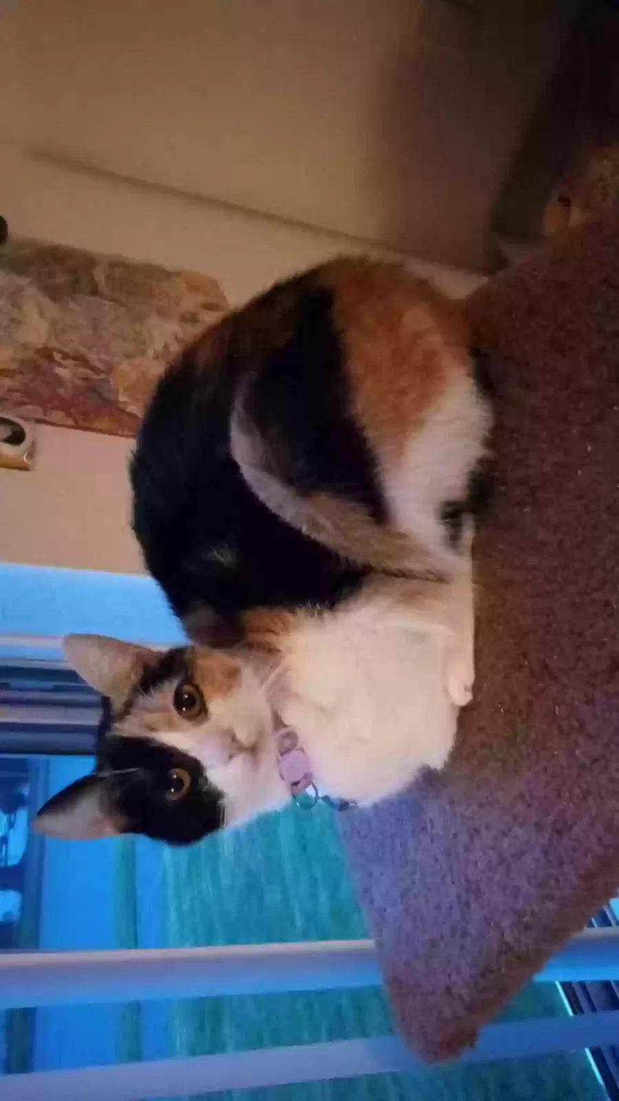 Lost cat in Gresham, OR, 97030