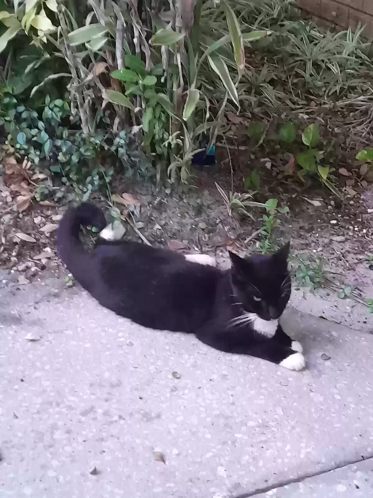 Found cat in Clearwater, FL, 33765