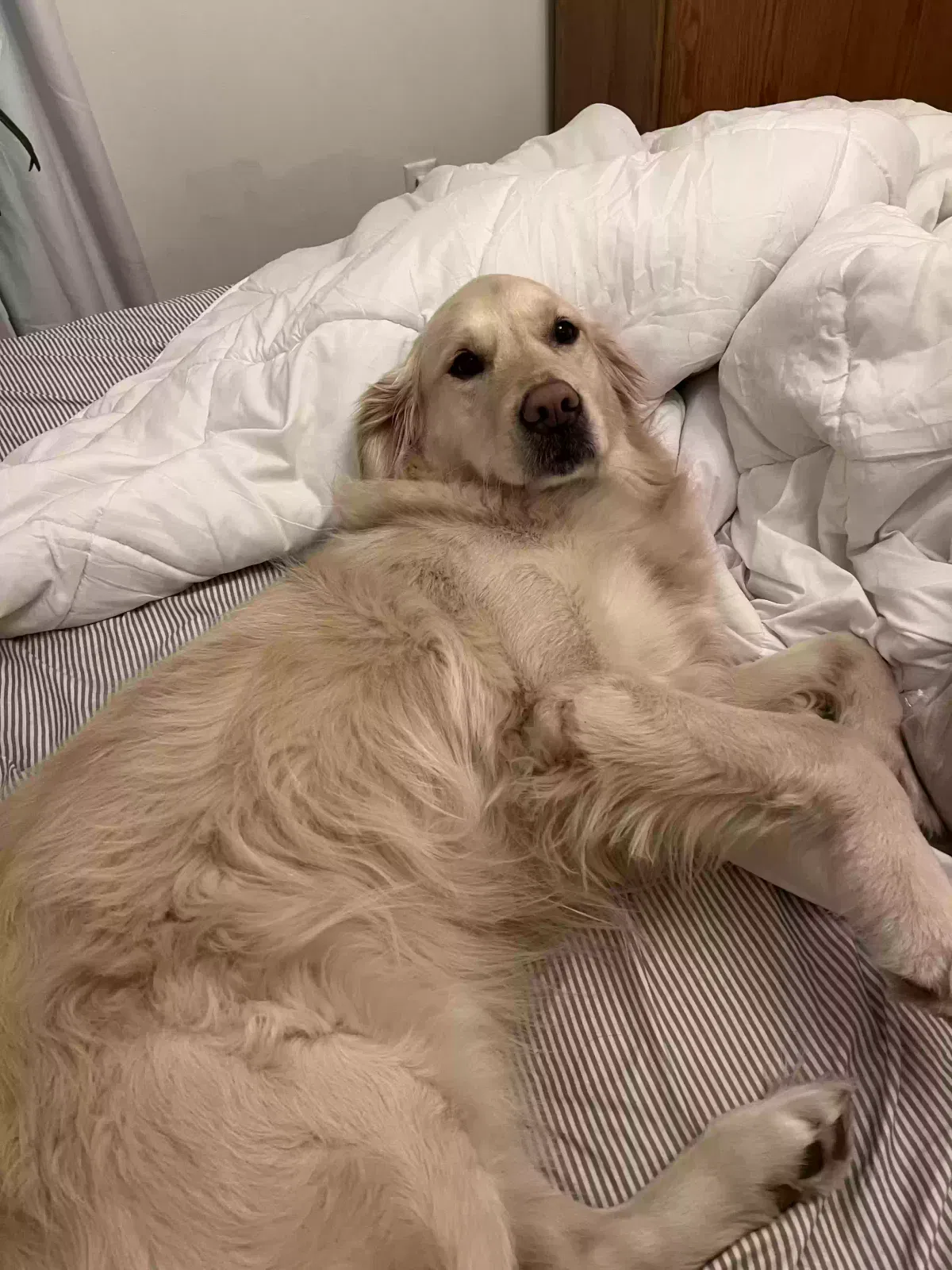 Lost dog in Milwaukee, WI, 53222