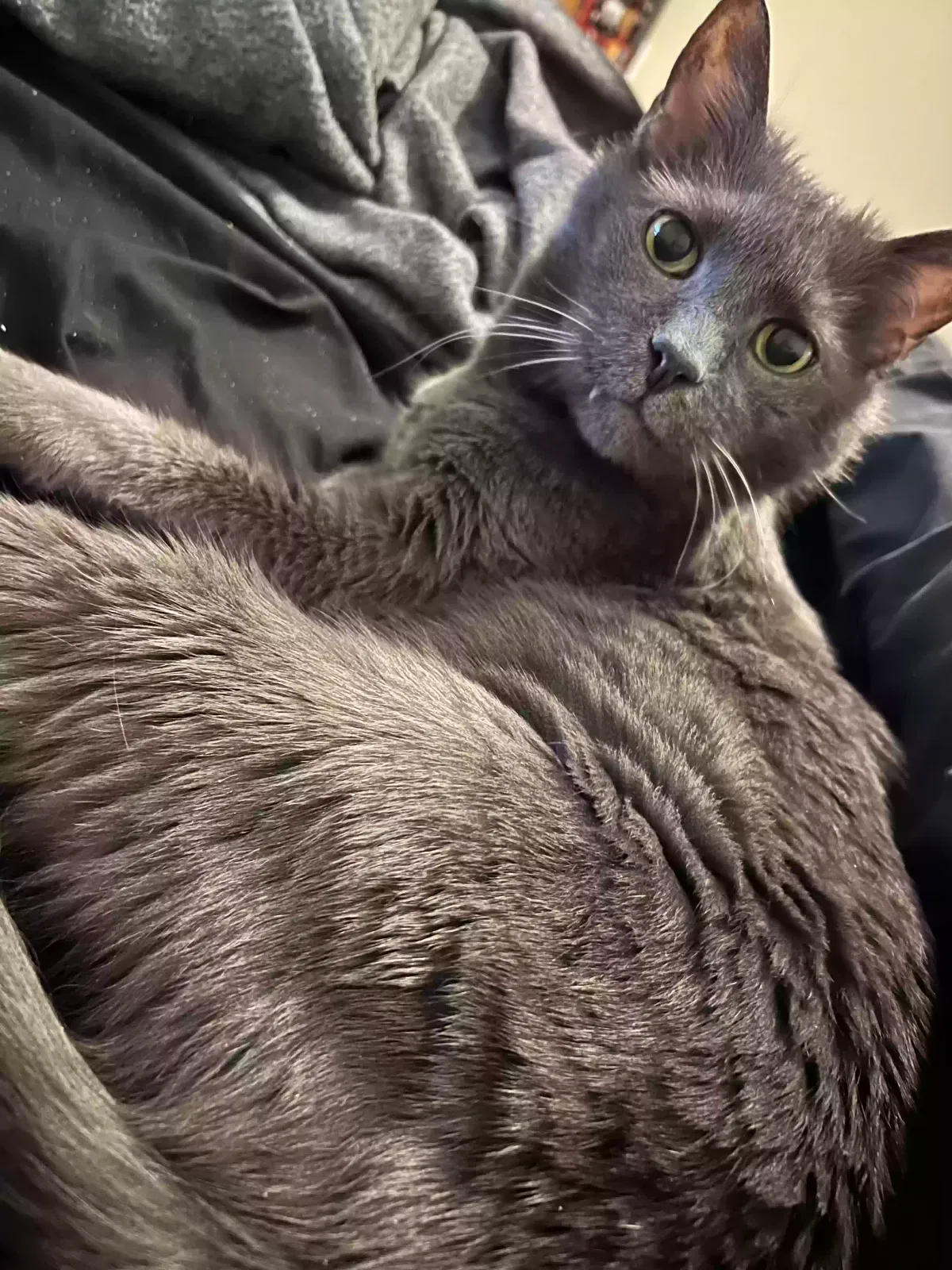 Lost cat in Clute, TX, 77531