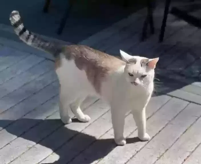 Lost cat in Port Orchard, WA, 98367