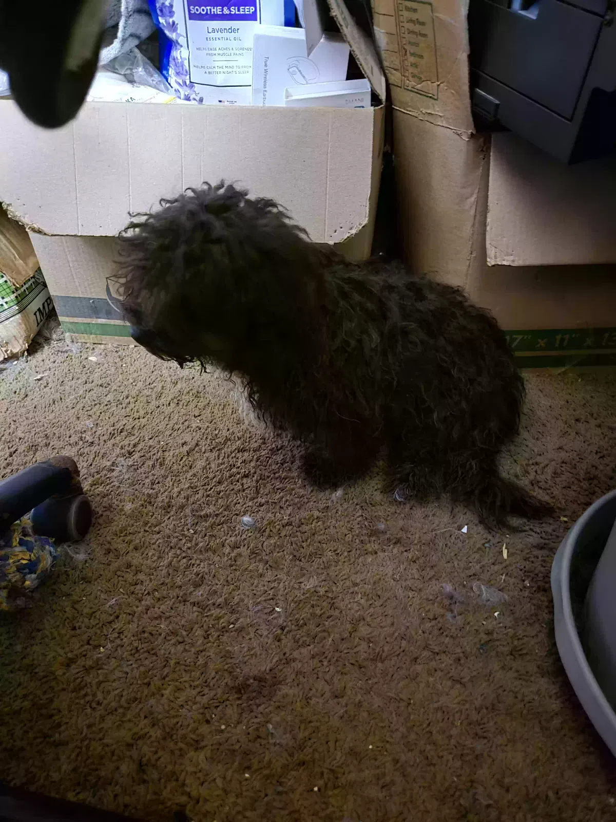 Lost dog in Carver, MN, 55315