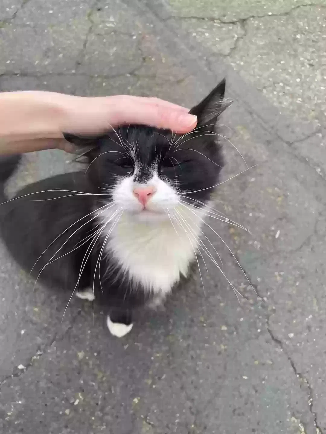 Lost cat in Lacey, WA, 98503
