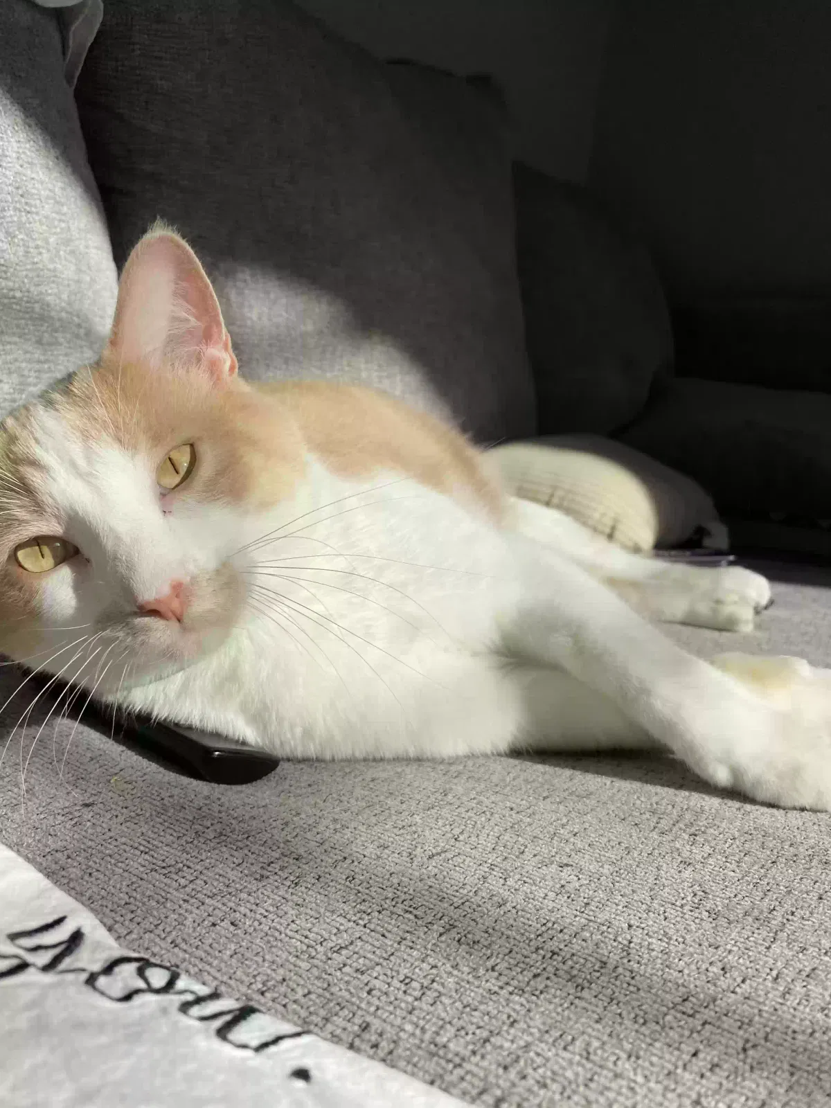 Lost cat in Lafayette, IN, 47909