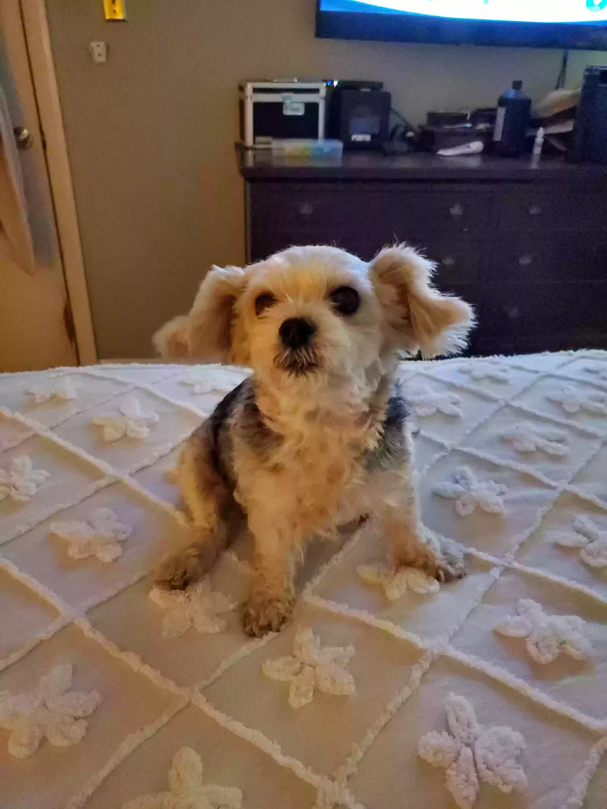 Lost dog in Savannah, GA, 31419