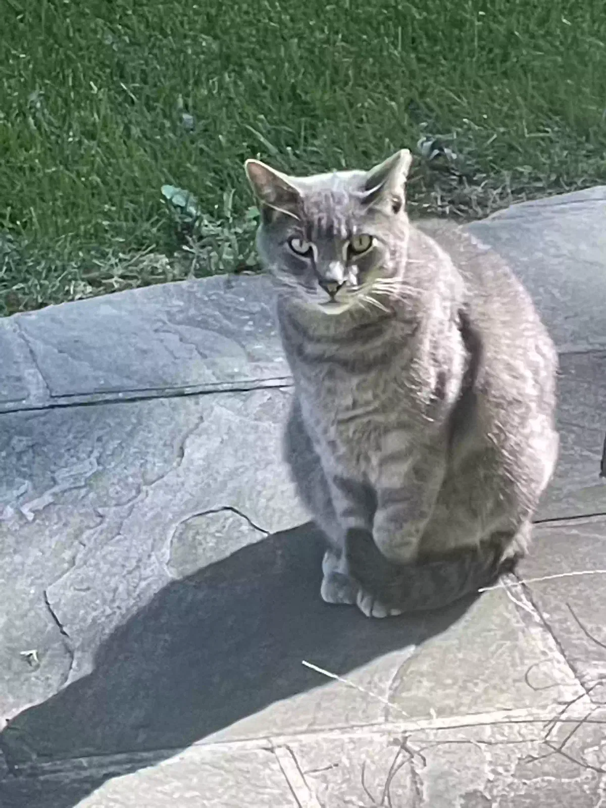 Lost cat in Centreville, VA, 20120