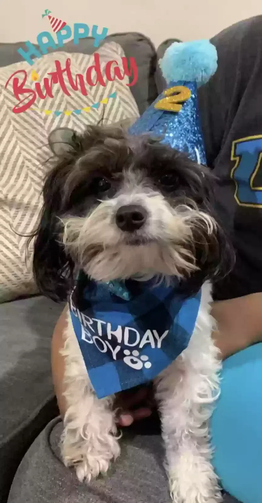 Lost dog in Los Angeles, CA, 90047