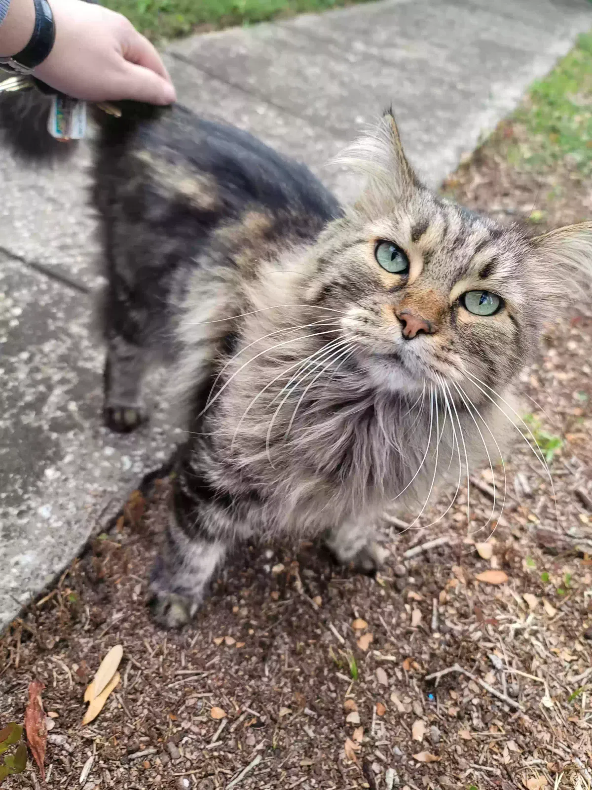 Lost cat in Daytona Beach, FL, 32117