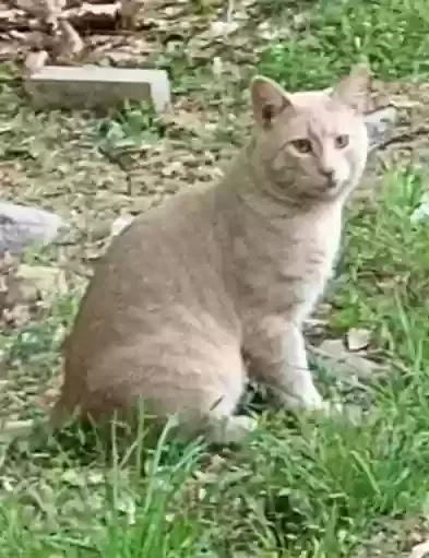 Lost cat in Gouldsboro, PA, 18424