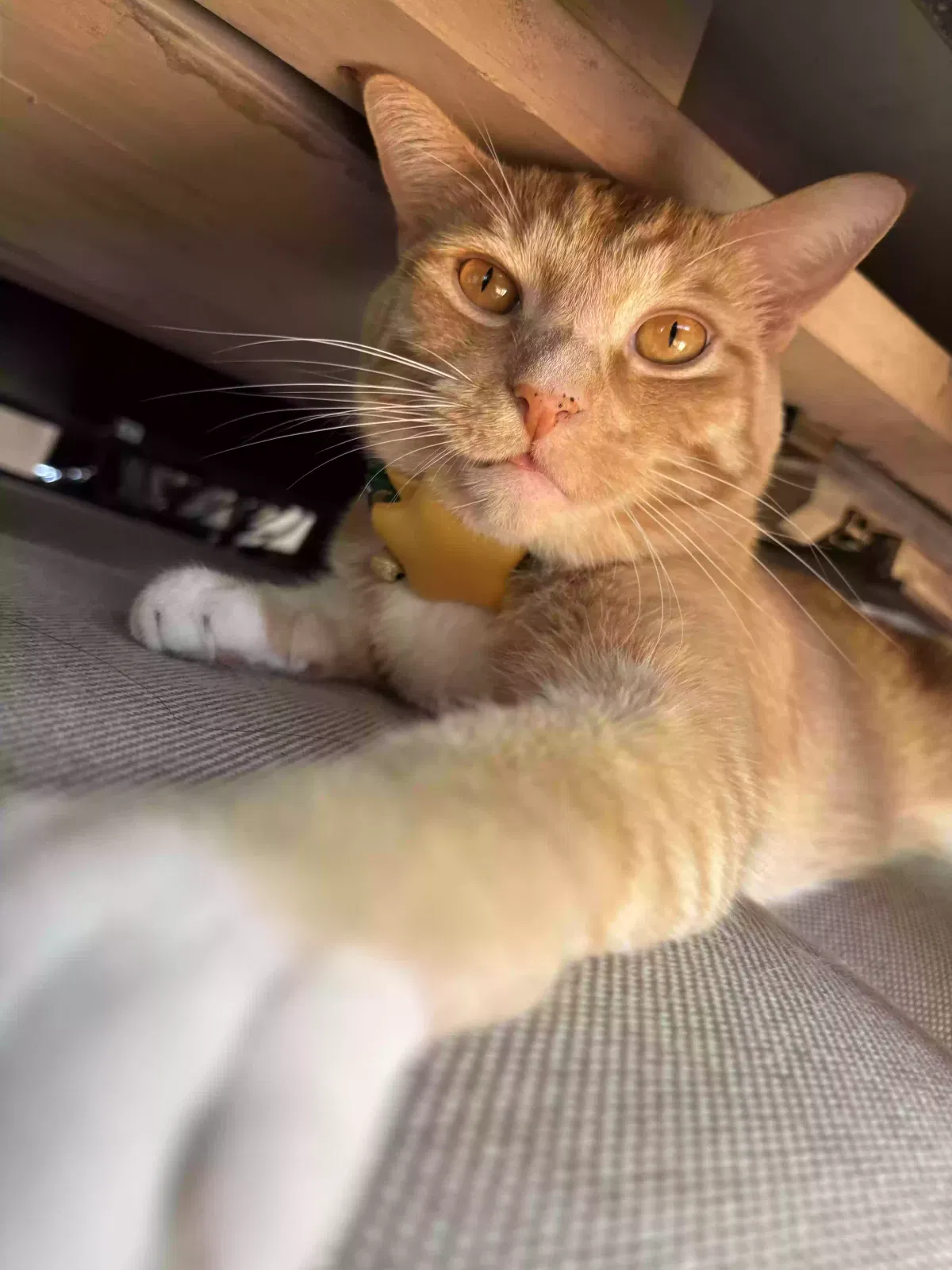 Lost cat in Oceanside, CA, 92057