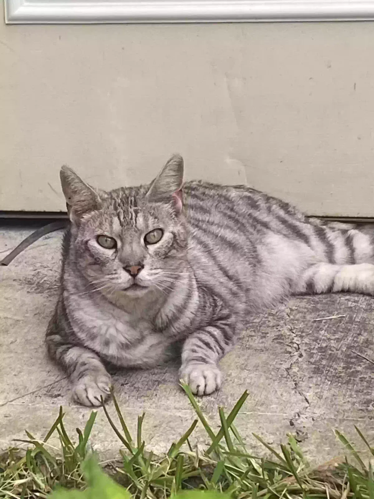 Lost cat in Stafford, TX, 77477