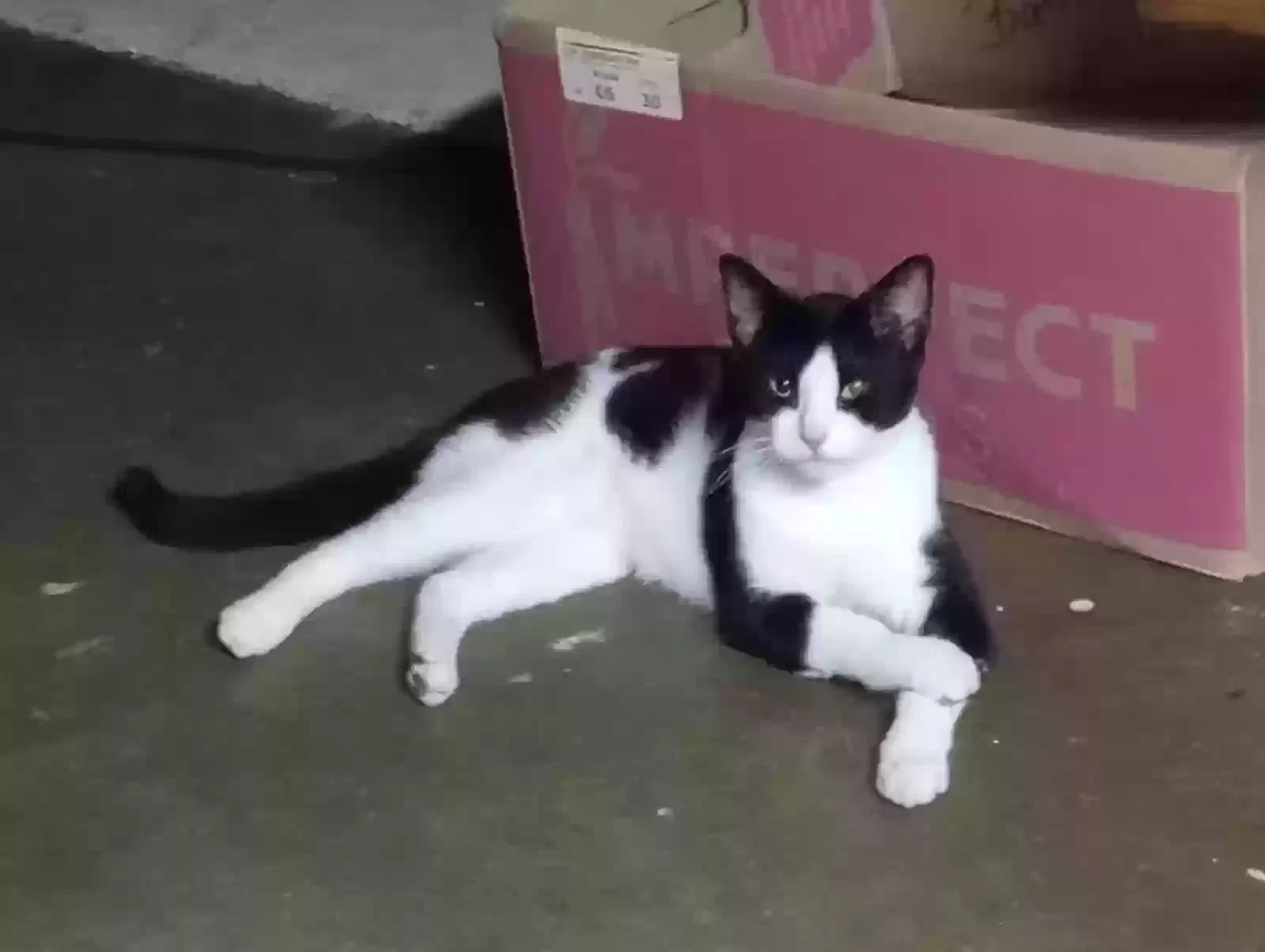 Found cat in Burnsville, MN, 55337
