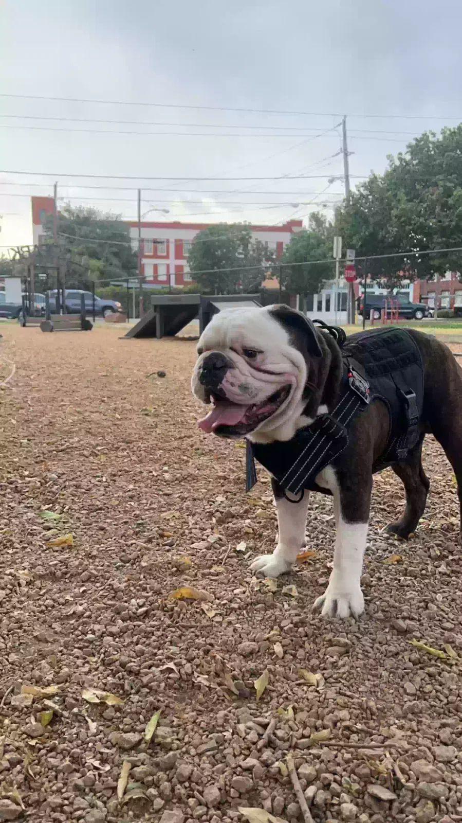 Lost dog in Duncanville, TX, 75116