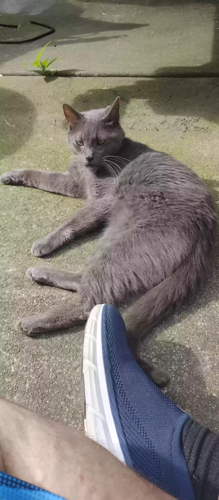 Lost cat in Erie, PA, 16508