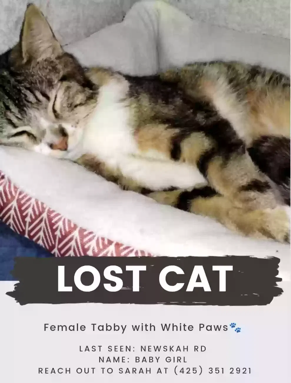 Lost cat in Aberdeen, WA, 98520