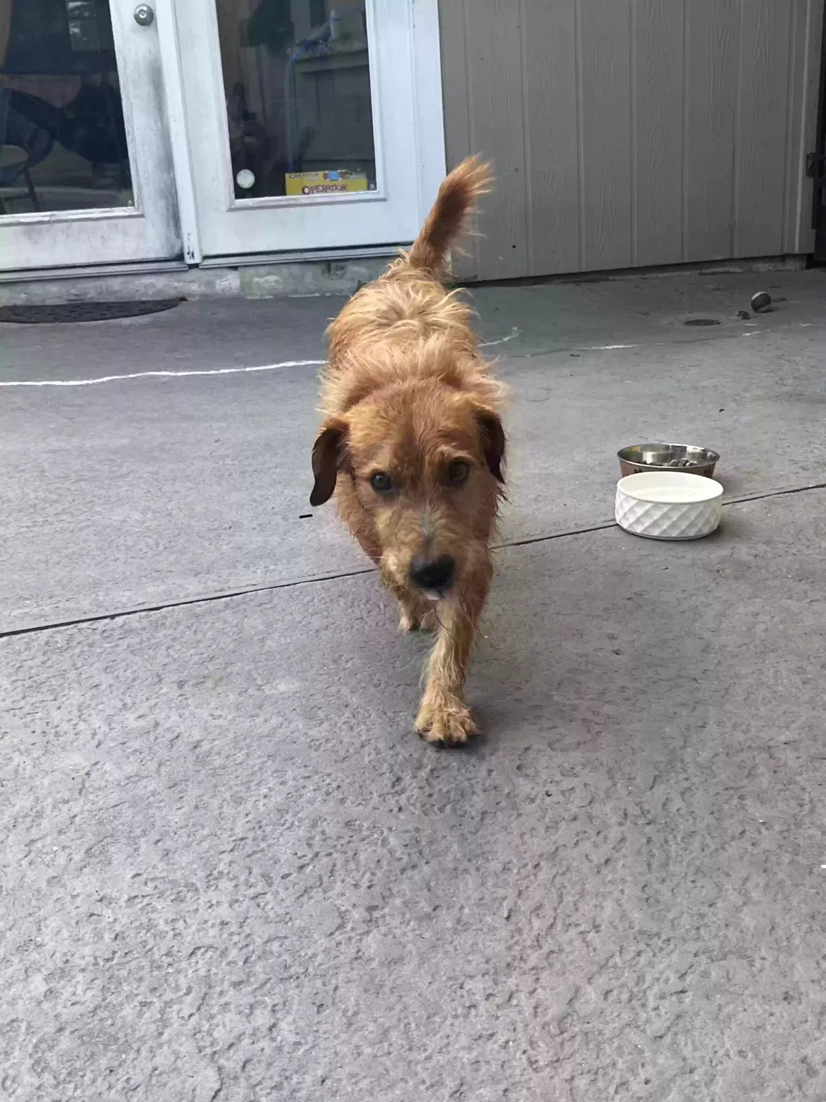 Found dog in Houston, TX, 77018