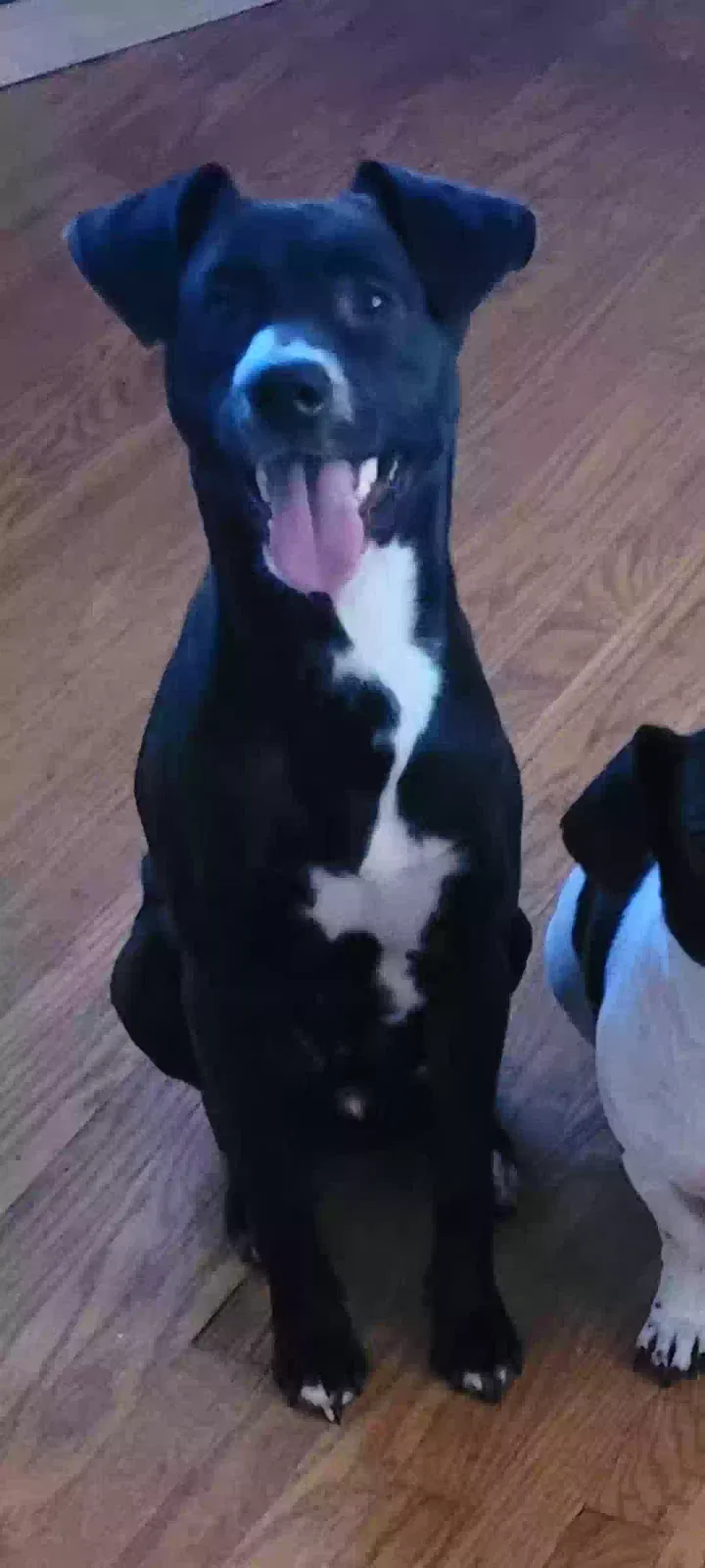 Lost dog in Clifton Heights, PA, 19018