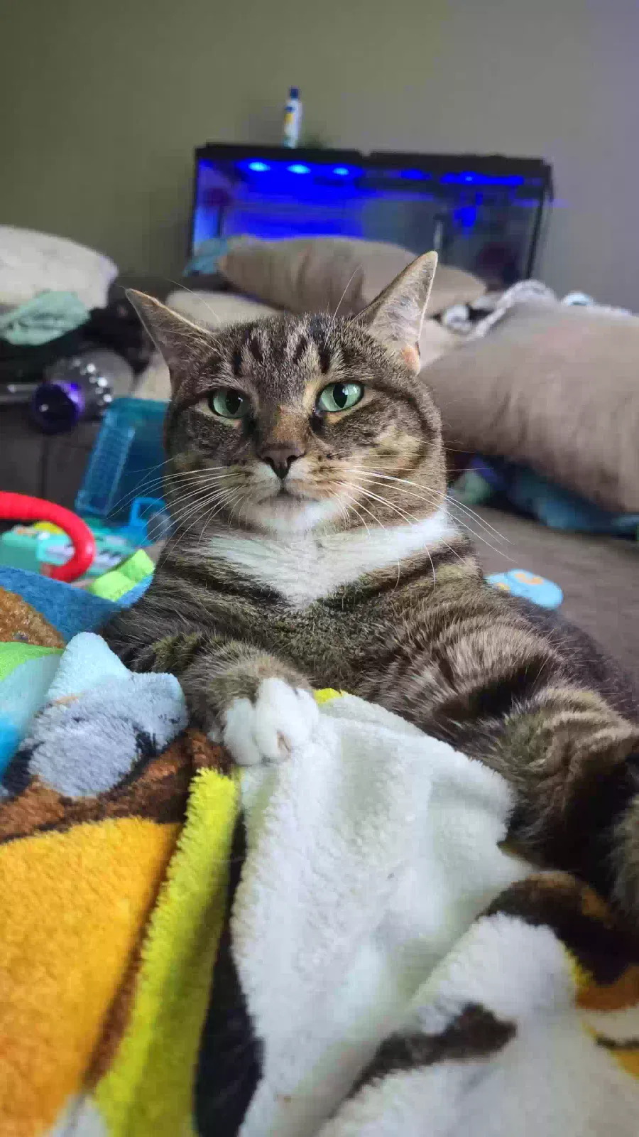 Lost cat in Canonsburg, PA, 15317