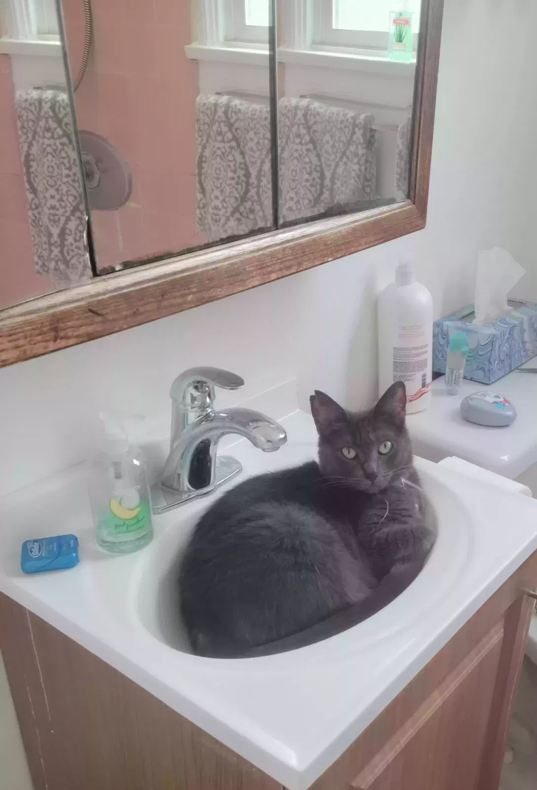 Lost cat in Long Beach, CA, 90807